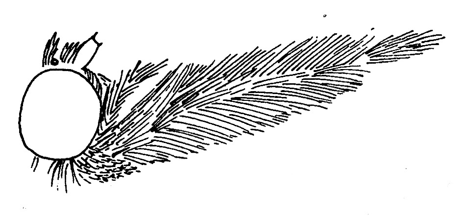 Head of Schoenobius gigantella (Pyralidae).